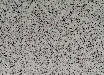 Chapa de acrilico padrão