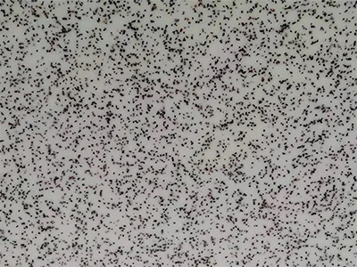 Chapa de acrilico padrão
